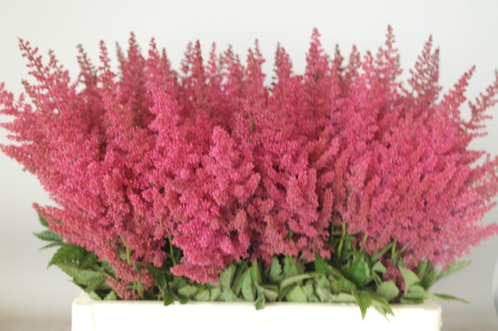<h4>Astilbe Else Schluck</h4>