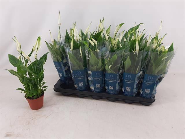 <h4>Spath Chopin</h4>