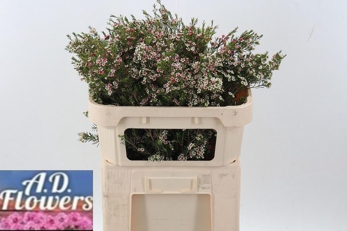 <h4>CHAME UN MY SWEET 16</h4>