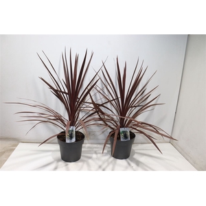 Cord Aus Red Star