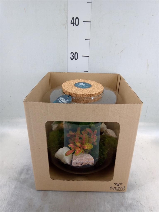 <h4>Arr. Planten H%</h4>