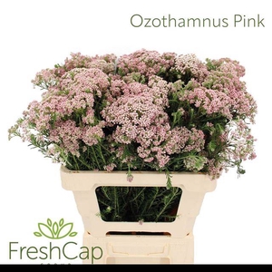 OZOTH COOKS TALL PIN