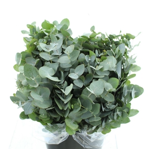 Euca Cinerea Short 200gram