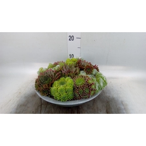Sempervivum   ...