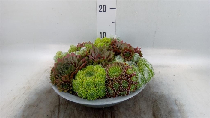 <h4>Sempervivum   ...</h4>