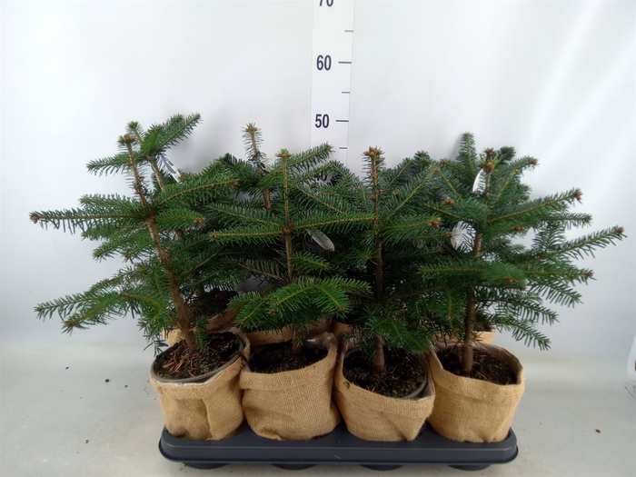 <h4>Abies nordman.</h4>