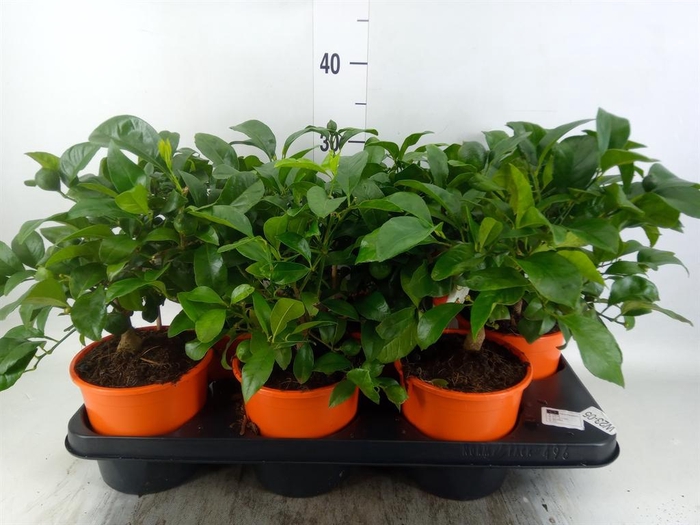 <h4>Citrus limetta</h4>