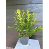 Ligustrum ovalifolium