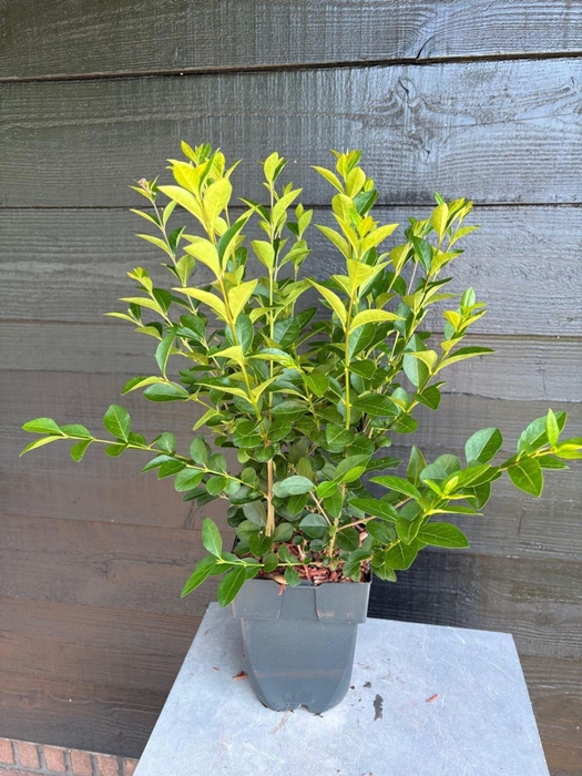 <h4>Ligustrum ovalifolium</h4>
