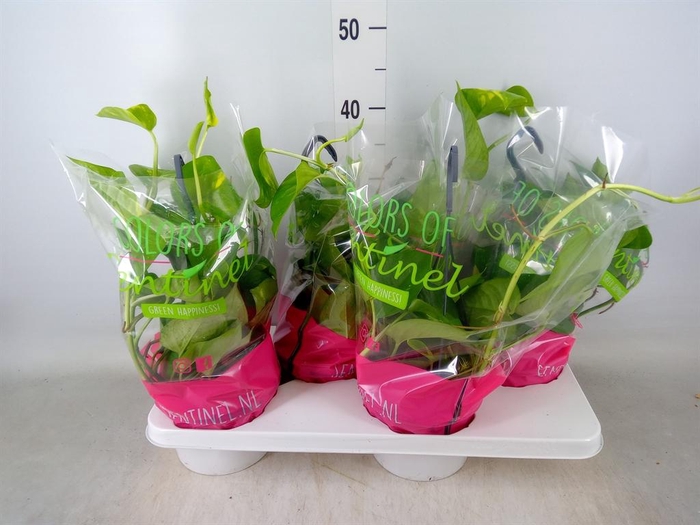 <h4>Epipremnum pinn.   HG</h4>