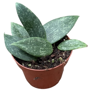 Hoya Wibergiae