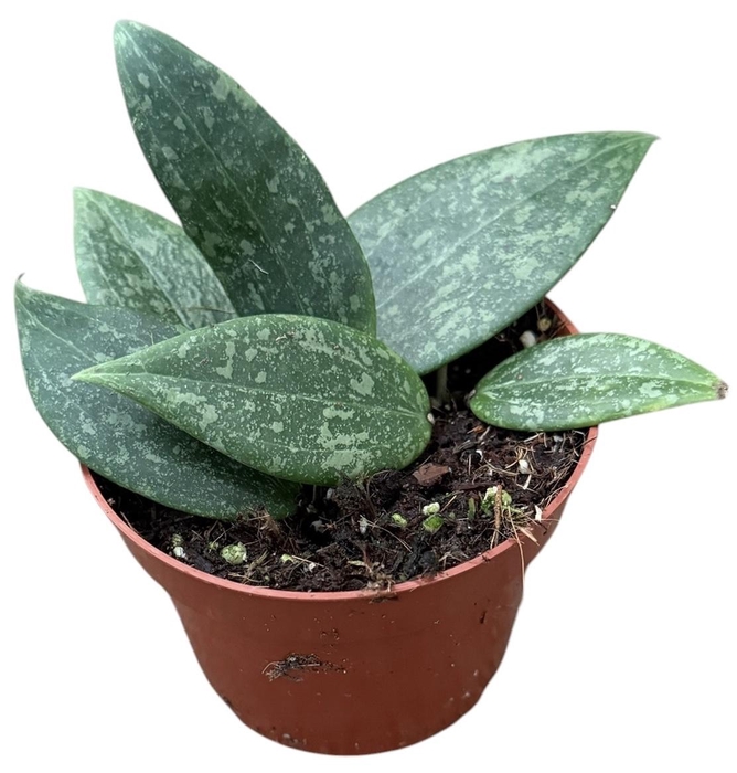 <h4>Hoya Wibergiae</h4>