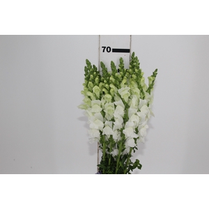 BOCA DE LEAO POTOMAC WHITE 070 CM