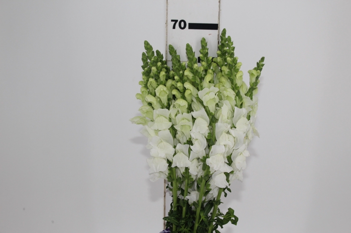 BOCA DE LEAO POTOMAC WHITE 070 CM