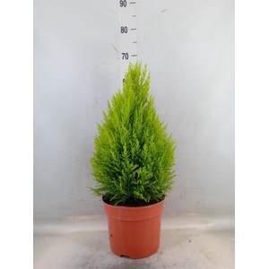 Cupressus macro. 'Goldcrest Wilma'