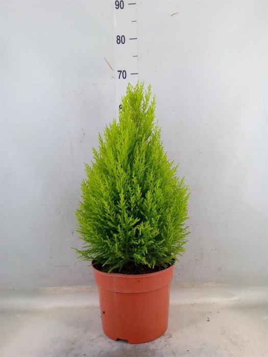 <h4>Cupressus macro. 'Goldcrest Wilma'</h4>