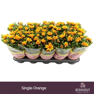 Chrysanthemum Indicum Grp Heat