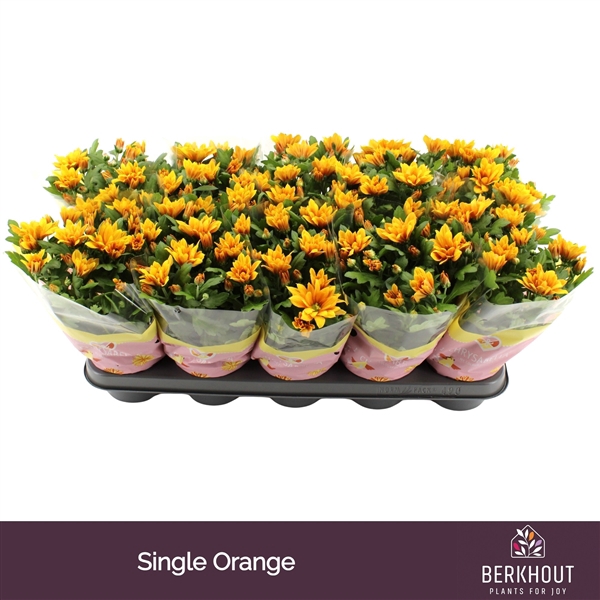 <h4>Chrysant Heat</h4>