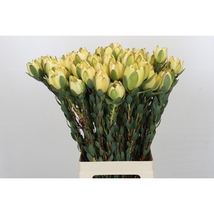 Leucadendron Disc. Robusta Spray