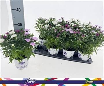 <h4>ASTER SHOWM GEM</h4>