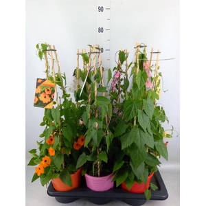 Thunbergia   ...mix 3