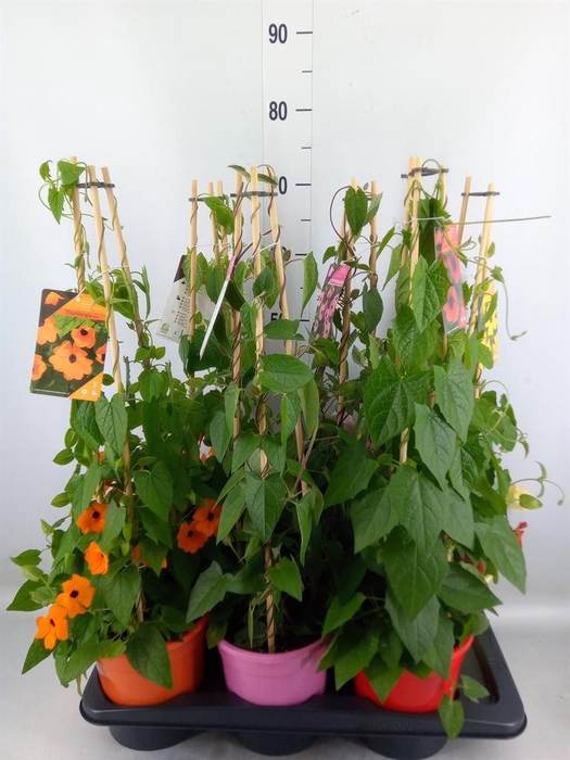 <h4>Thunbergia   ...mix 3</h4>