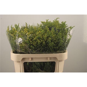 Solidago Carzan Glory