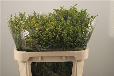 <h4>Solidago Carzan Glory</h4>
