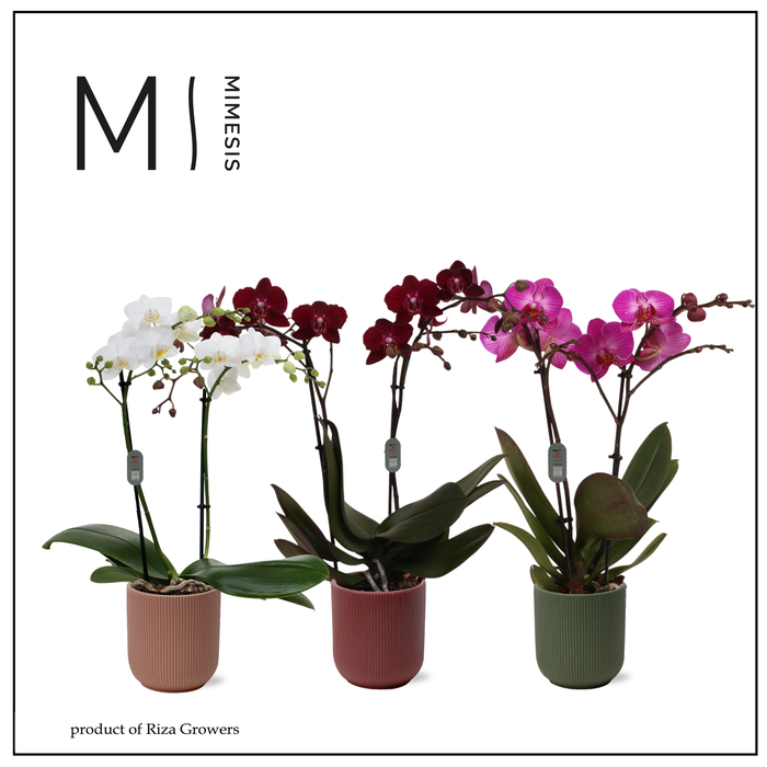 <h4>Phalaenopsis Multi Xmas Mix 2 spike - 12cm in Atlanta | Mimesis</h4>