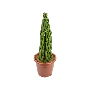 SANSEV TRAN TORRE P20