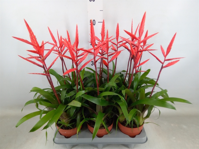 <h4>Vriesea  'Elan'</h4>