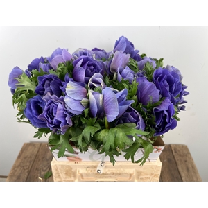 ANEM CO MIS + D BLUE