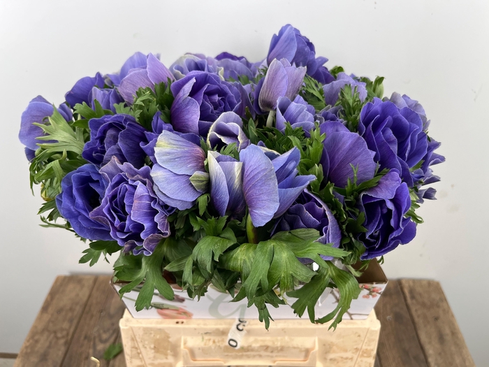 <h4>ANEM CO MIS + D BLUE</h4>