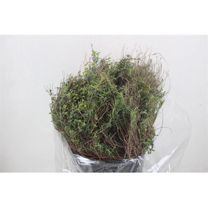 Euph Spinoza Medium 200gr P Bunch