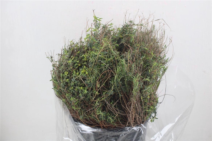 <h4>Euph Spinoza Medium 200gr P Bunch</h4>