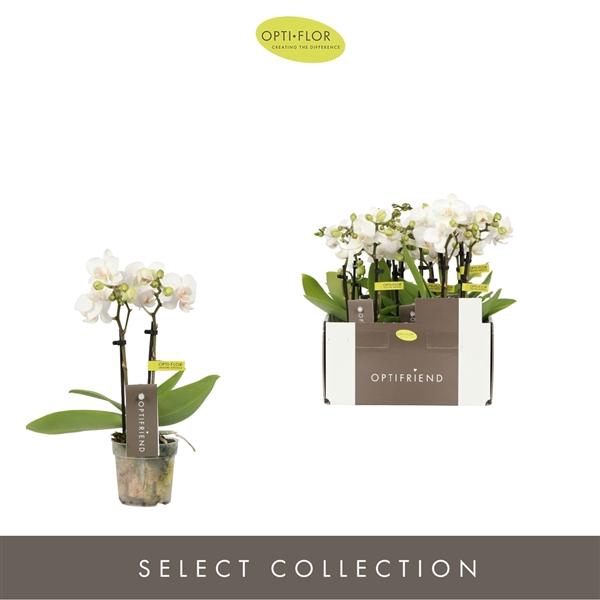 <h4>Phalaenopsis Multifloratypes overig wit</h4>