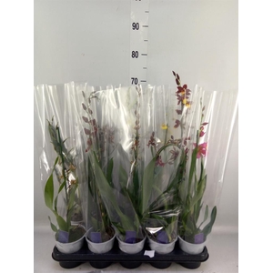 Burrageara  'Nelly Isler'