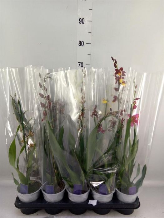 <h4>Burrageara  'Nelly Isler'</h4>