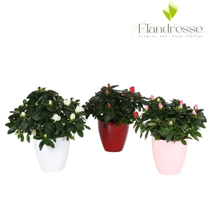 Azalea Flandresse® keramiek ton- sur-ton
