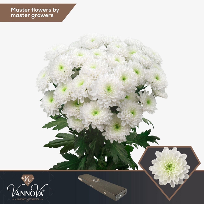<h4>CHRYSANTHEMUM TR 'ALTAJ'</h4>