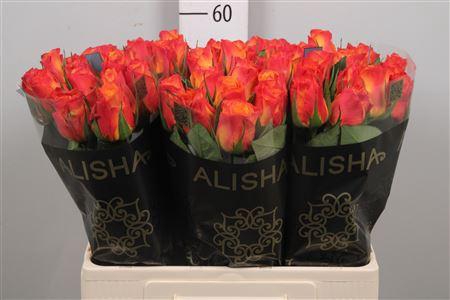 <h4>R Gr New Horizon</h4>