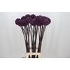 Allium Summer Drummer