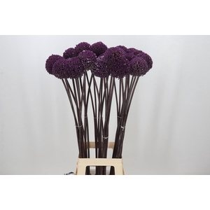 Allium Summer Drummer
