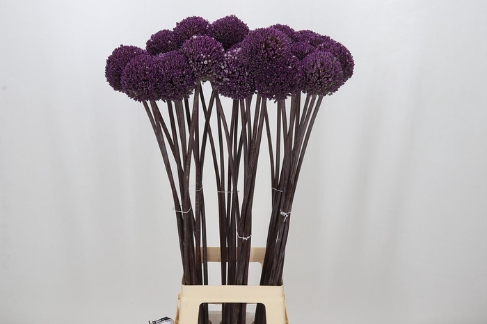 <h4>Allium Summer Drummer</h4>