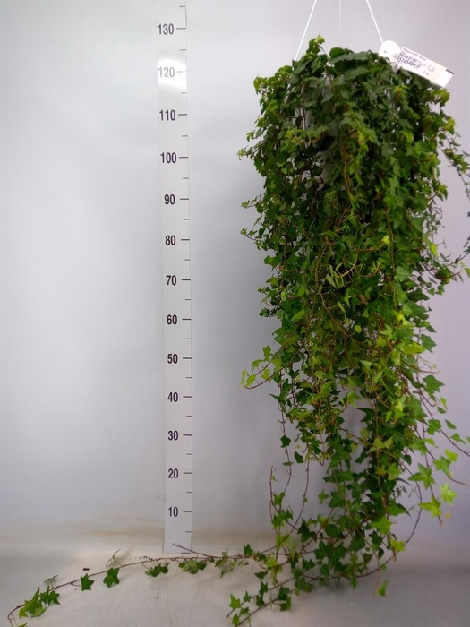 <h4>Hedera helix 'Anna'</h4>
