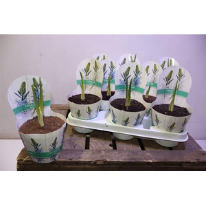 arr8 Bolbloemen Camassia Mixtray