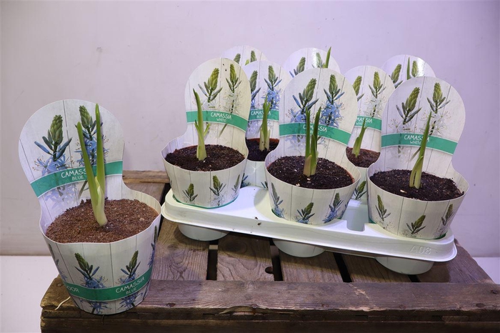 <h4>arr8 Bolbloemen Camassia Mixtray</h4>