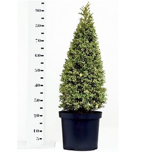 Buxus sempervirens 'Elegans' 60-70cm piramide