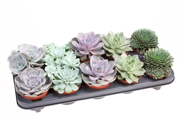 <h4>Echeveria mix</h4>