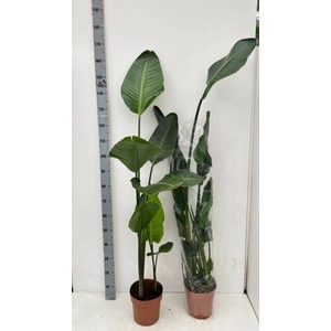 STRELITZIA NICOLAI